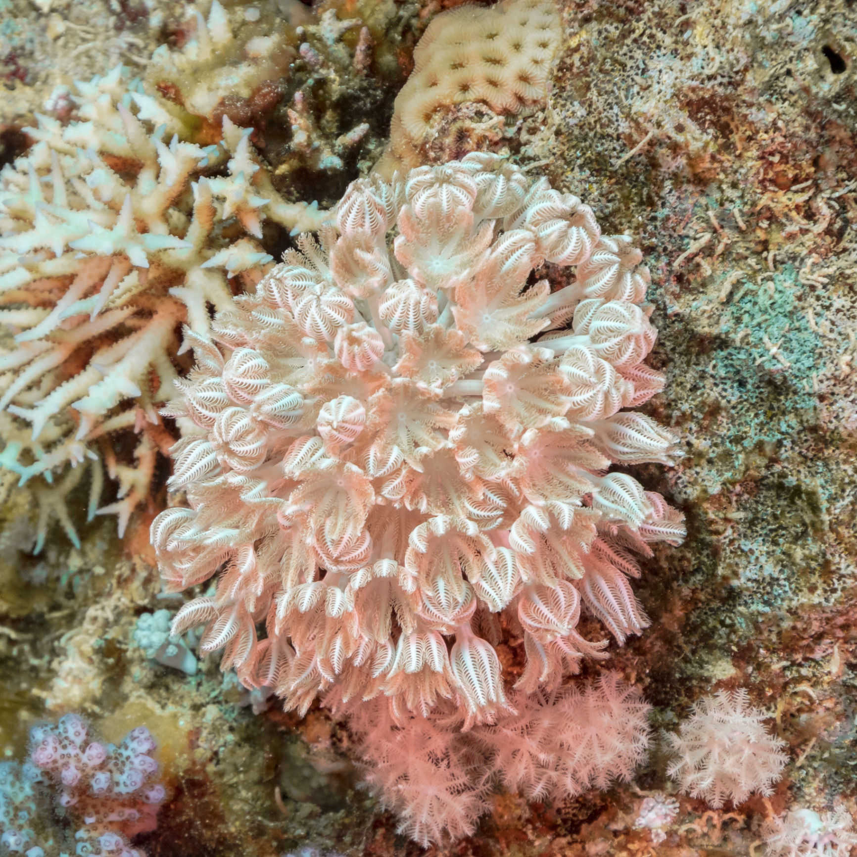 Xenia sp.
