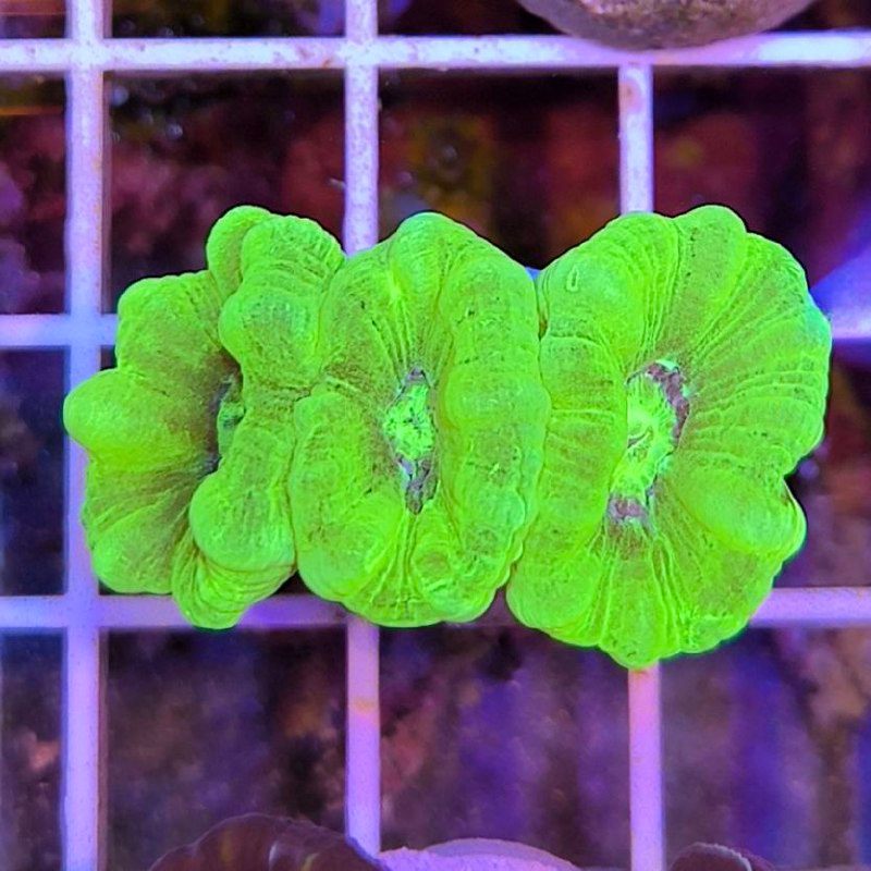 Caulastrea, коралл леденец, кислотный. Цена за 1 голову, хорошие фраги можно сделать от 2 голов.