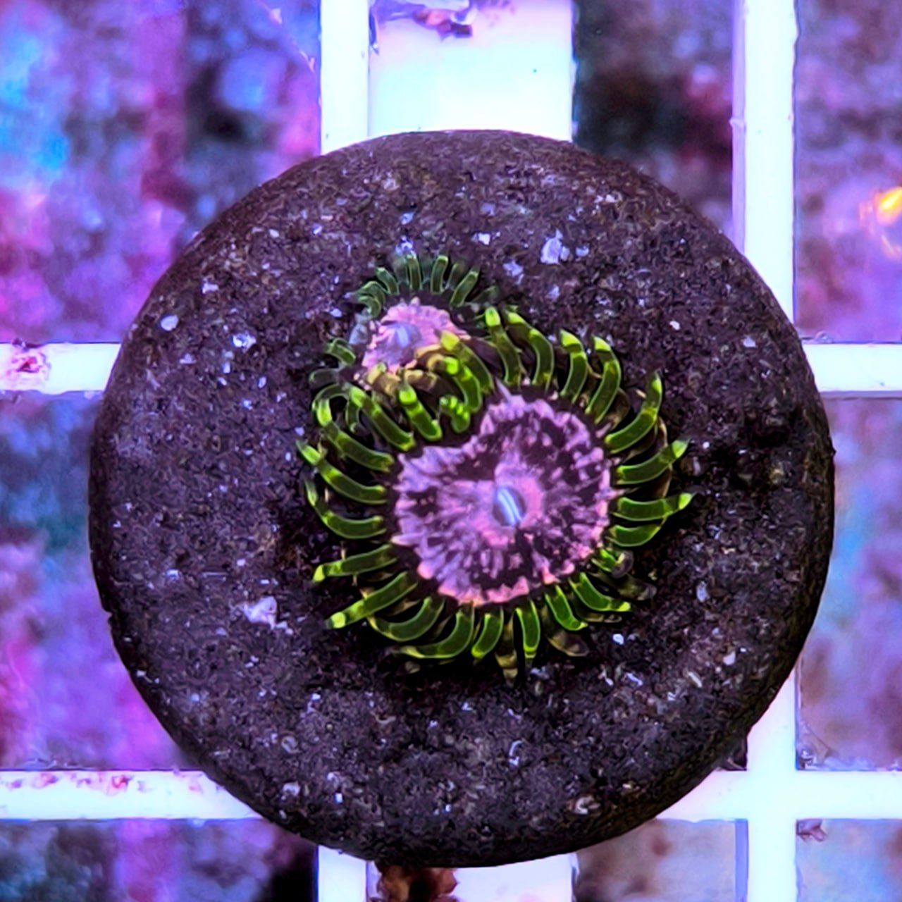 Purple monster (Пурпурные монстры), цена за 1 полип от 3 полипов.