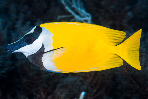 Лисица (Foxface)