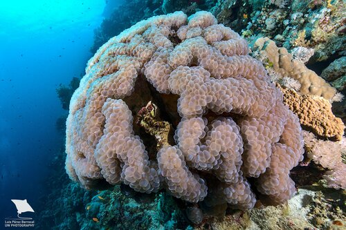 Пузырьковый коралл (Bubble coral)