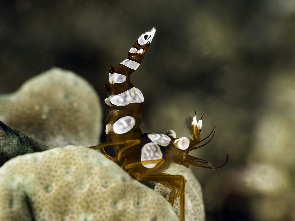 Креветка тор (sexy shrimp)
