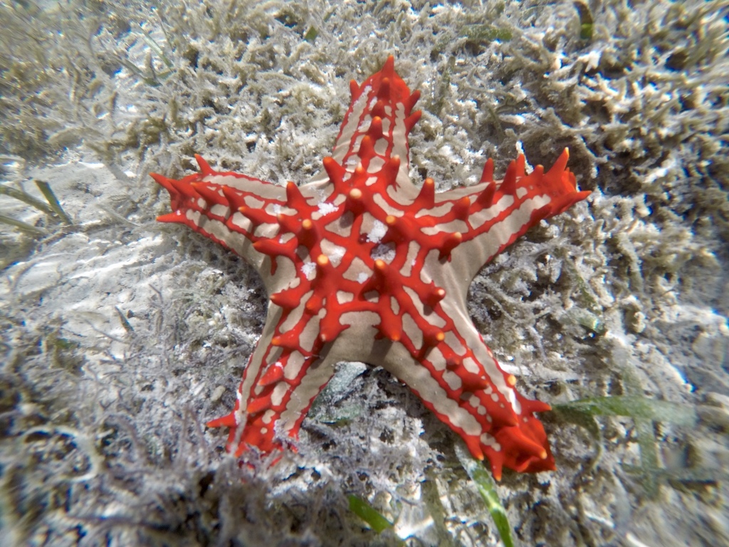 морская звезда генеральская